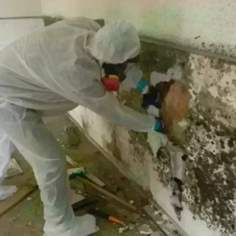 Mold Remediation and Removal in Rochester, NY